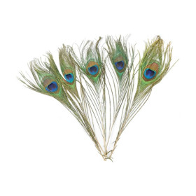 EFCO - Plumes de Paon - 200 - 300 mm - 5 Pièces