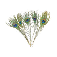 EFCO - Plumes de Paon - 200 - 300 mm - 5 Pièces