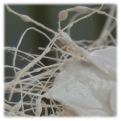 Esprit Composite - Filasse - Sisal - 1kg