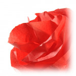 Canson® - Papier de Soie - Rouleau de 0,5 x 5M - 20 g/m²