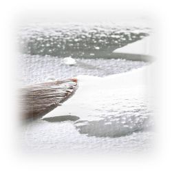 Hahnemühle - Rouleau Mixed Media / Aquarelle / Peinture - 1,25 x 10M - "Le Rouge" - 325 g/m²