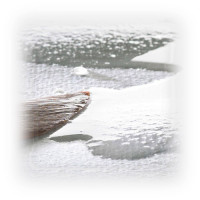 Hahnemühle - Rouleau Mixed Media / Aquarelle / Peinture - 1,25 x 10M - "Le Rouge" - 325 g/m²