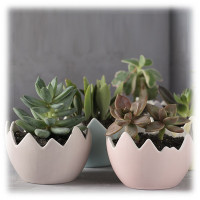 Duncan - TM - True Matte Pastels - Émaux Pastels - 473ml